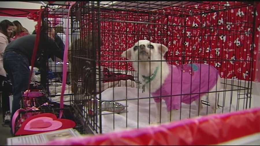 In the four years since Carolyn Evans began hosting the event, more than 1,300 adoptions have landed pets a safe new home.
