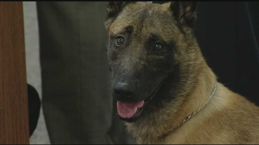 The Wilmington police dog that was the subject of a 2-month search has been cleared for duty. Karson and his handler, Officer Jerry Popp, went through a week-long training session last week, and Karson has been recertified for police work.