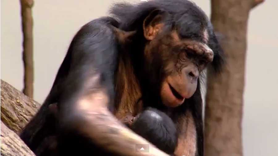 Baby bonobo makes his zoo debut