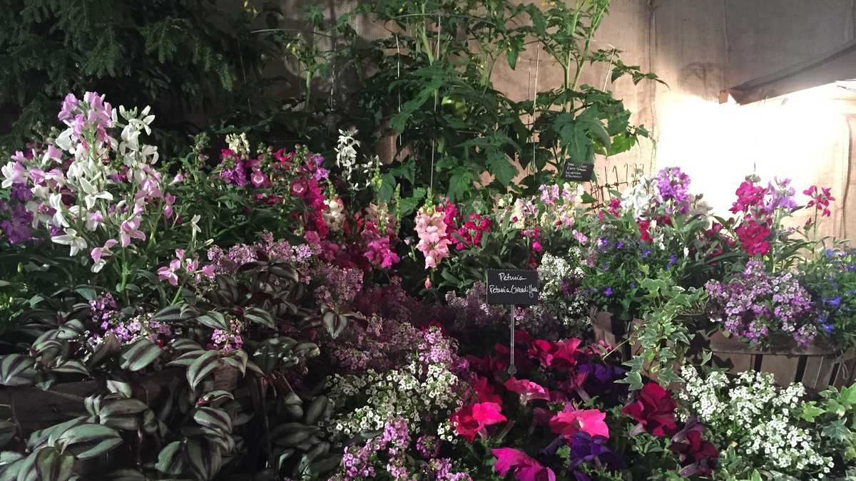 Photos 2015 Cincinnati Flower Show