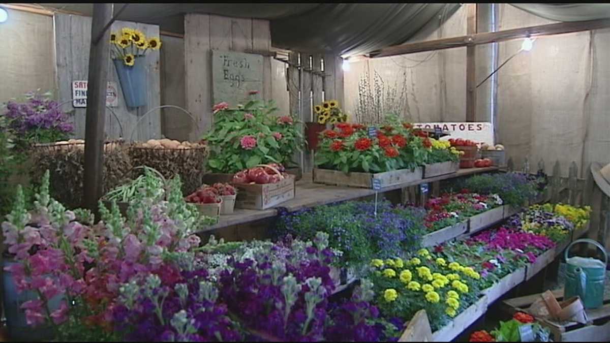 After 5 years, Cincinnati Garden show returns with plenty of new ideas