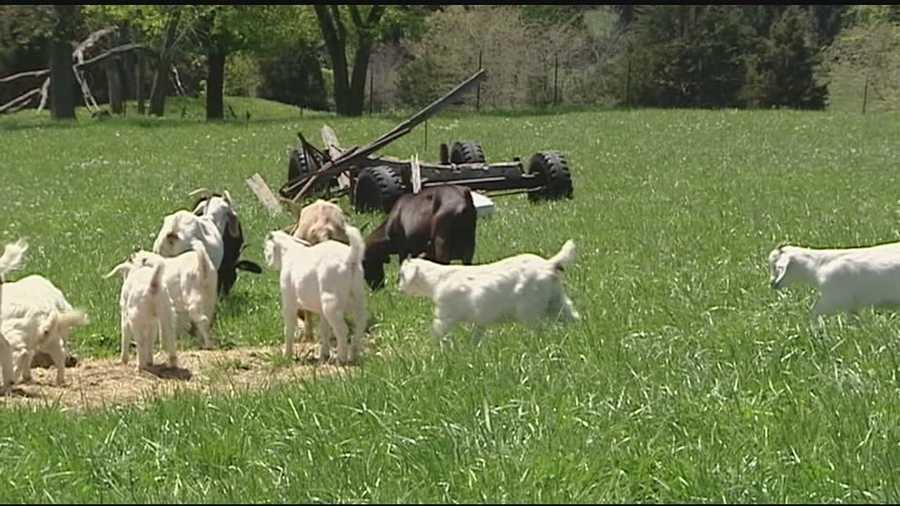 The newest idea for clearing weeds in Covington’s Goebel Park is also very old one. An ordinance is on the drawing board to bring goats to the park.