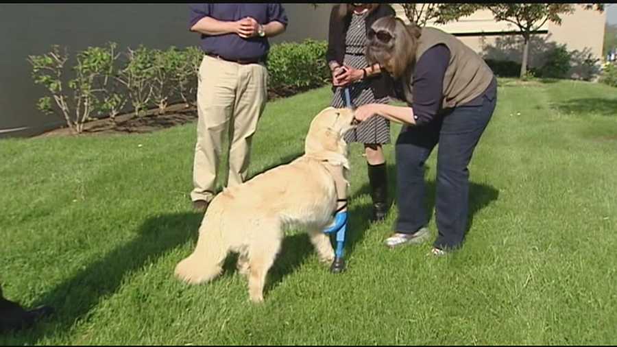 Tiny was born with three legs, but on Wednesday, the 10-month-old dog was learning to walk on a fourth leg created using a 3D printer.