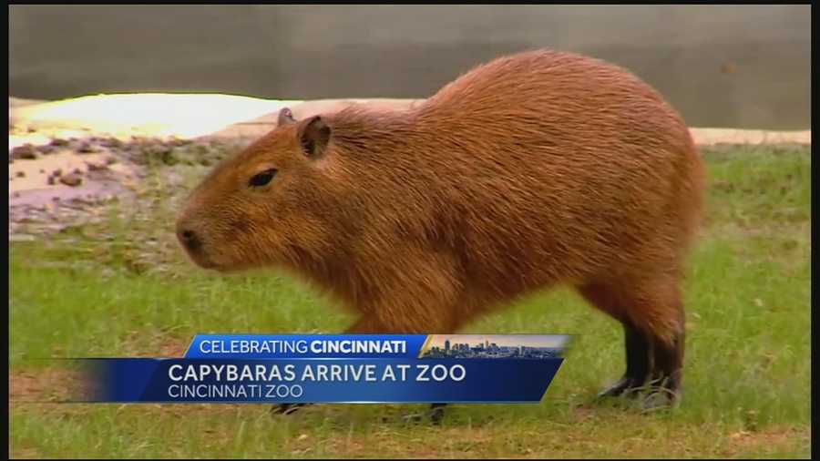 World's largest rodent settles in at Cincinnati Zoo