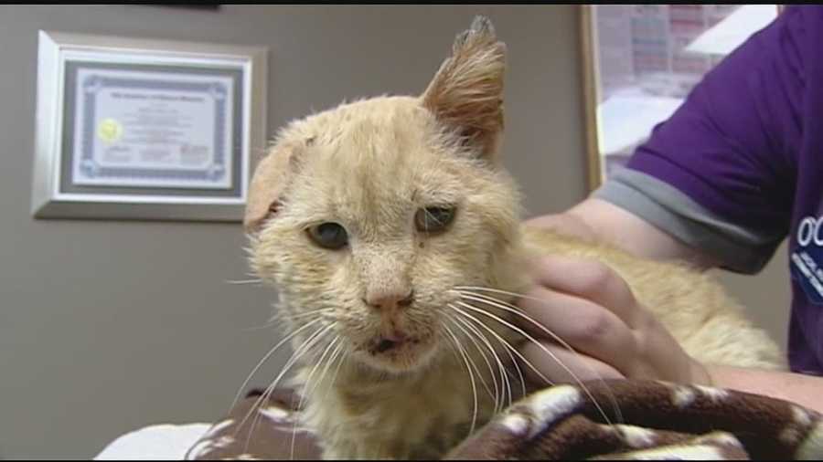 A cat found burned and abused is being cared for after a woman called for help after seeing someone set the cat on fire. It is the second case of animal abuse in less than a week in the Middletown area. Nicholas the cat is being cared for at All About Petcare.