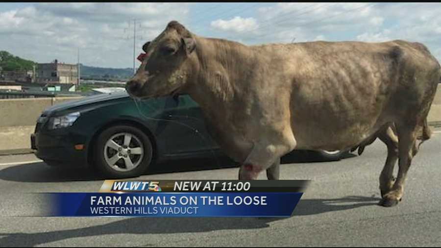 A cow and a pick ran amok Wednesday. The cow had to be put down after it charged a handler and the pig was taken in by the SPCA.
