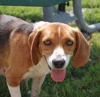 Images: Adoptable pets at Boone County Animal Shelter