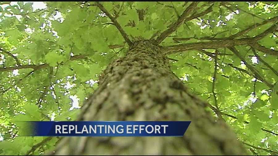 Replanting effort: Get native trees for $15