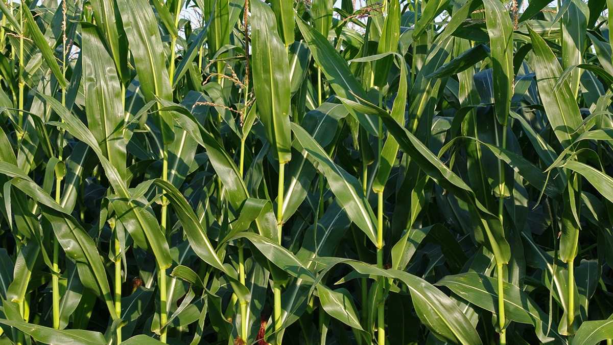 Corn, soybean planting in Ohio lagging behind averages