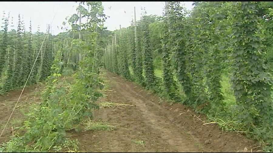Prior to prohibition, hops were once an agricultural staple in the region.