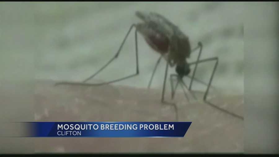 The weather this season has caused a large increase in the amount of mosquitos and mosquito bites.