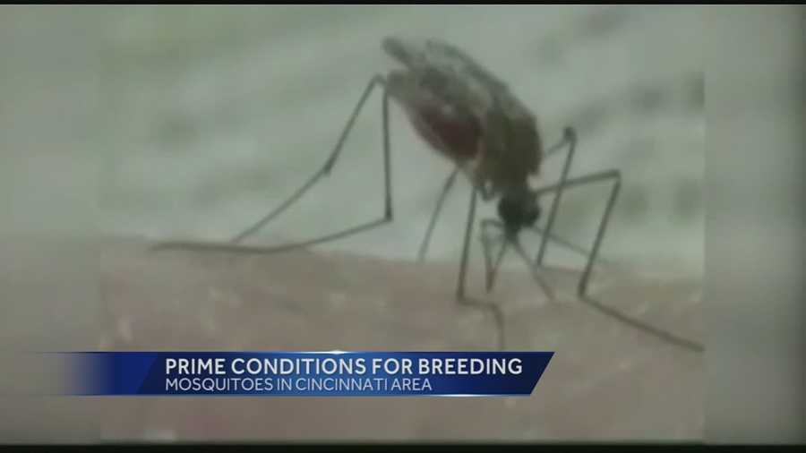 Weather Change Could Create Perfect Conditions For Mosquitoes To Breed
