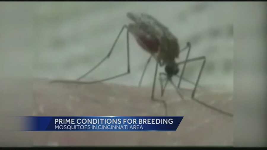 Weather Change Could Create Perfect Conditions For Mosquitoes To Breed Weather Change Could Create Perfect Conditions For Mosquitoes To Breed