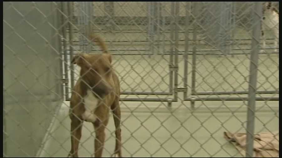 After a parvo outbreak caused nearly two dozen dogs to be euthanized at the Kenton County Animal Shelter, the SPCA is renewing calls to get more dogs vaccinated.