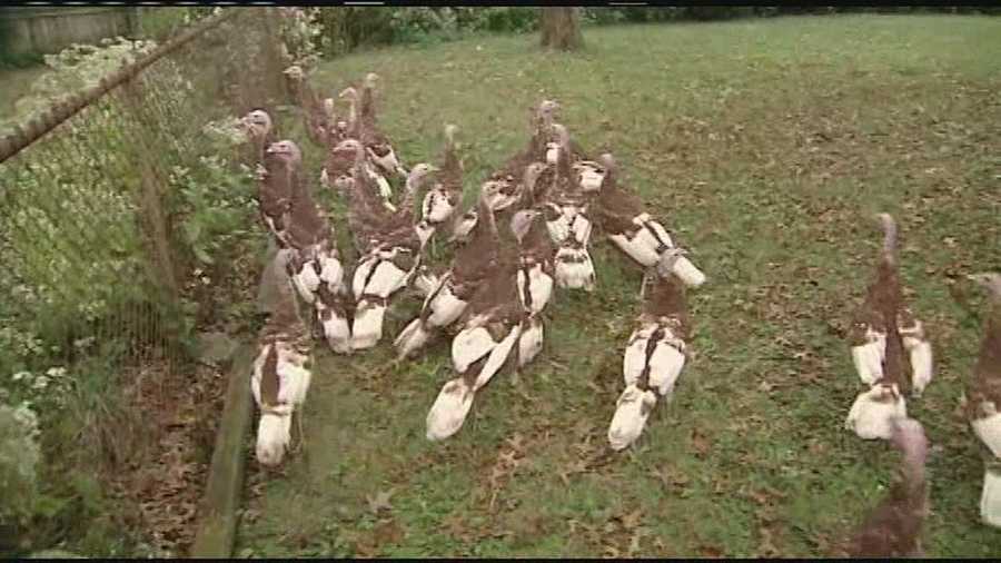 Neighbors in Mount Washington came home to find nearly two-dozen turkeys flocking the streets.