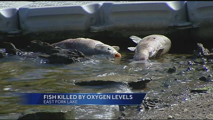 Hundreds of dead fish are washing up on the shores of East Fork Lake in a fish kill so extensive it’s surprising even long-time fishermen.