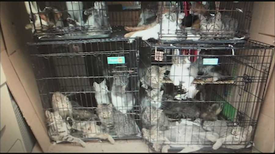 The cats were discovered in June when Union Township police were called to a gas station to check out an unusual smell coming from a van. It was a hot day and the van had no air conditioning, officers said.