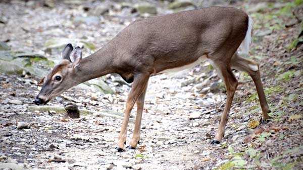 Deer With Bovine Tuberculosis Found In Franklin Co   36552656 White Tail Deer Generic 