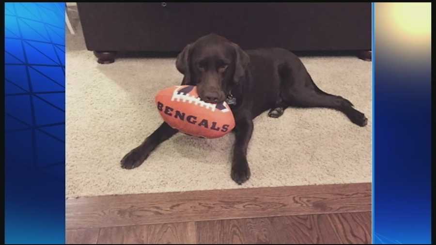 The Bengals are enjoying first place in their division and riding a comfortable 8-1 record. WLWT News 5's Elise Jesse aimed to investigate outside football, what other loves do the players have, like say, pets.