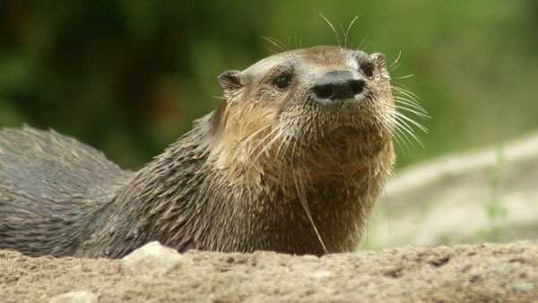 Indiana's 1st otter trapping underway since species' return