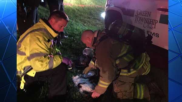 Firefighters post photos of cats rescued from West Side house fire