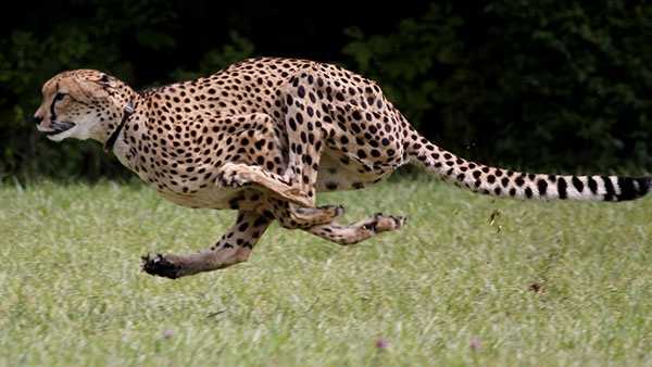 'World's Fastest Cheetah' Sarah euthanized at age 15