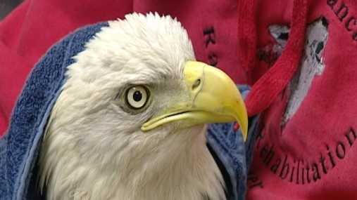 Bald eagle being rehabbed at Red Wolf Sanctuary after rescue from trap