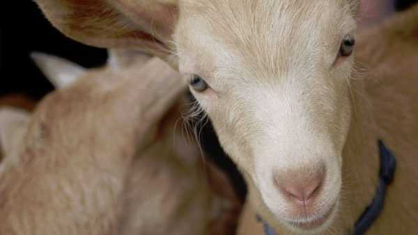 Goats to graze in Spring Grove Cemetery