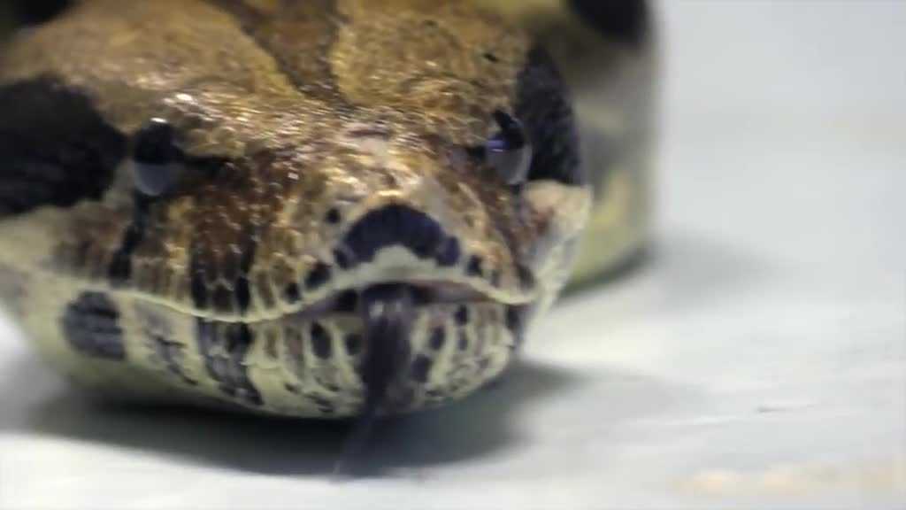 ODOT worker finds 8-foot snake
