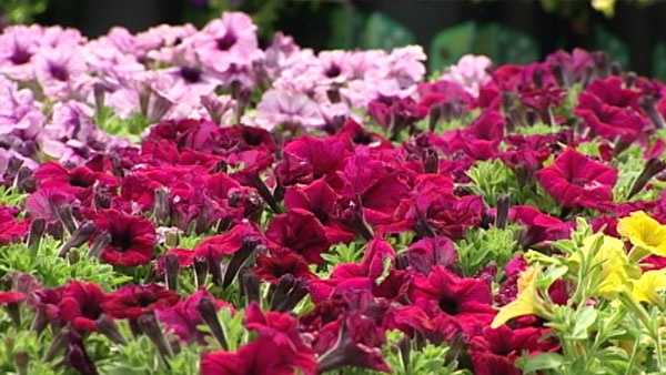 Mother S Day Means Big Business For Cincinnati Garden Centers