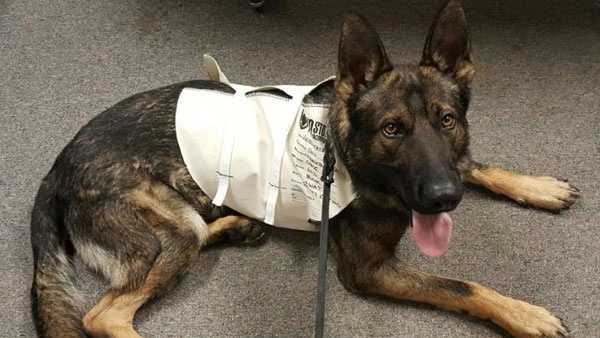 how much is a bullet proof vest for a police dog