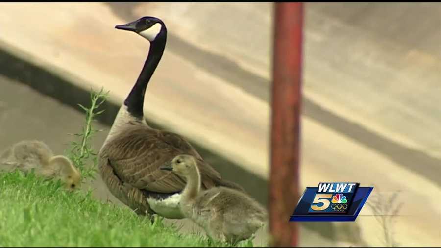 It’s a rescue some officer never imagined they would have to make but two Cincinnati Police officers helped a tangled goose.