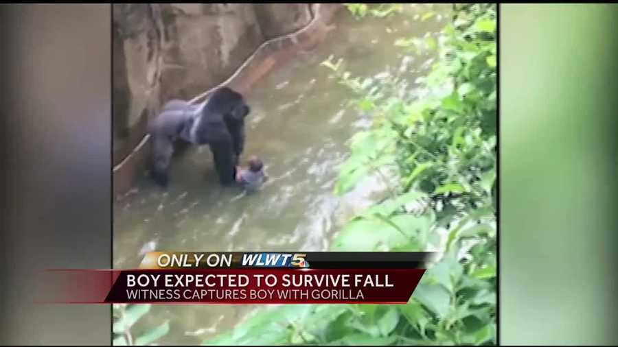 A child was rescued after falling into the gorilla enclosure at the Cincinnati Zoo Saturday, Cincinnati police and fire departments confirm.