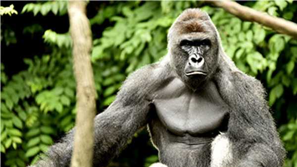Harambe, a 17-year-old male lowland gorilla, was shot and killed by zoo officials after a boy got into his habitat May 28, 2016.