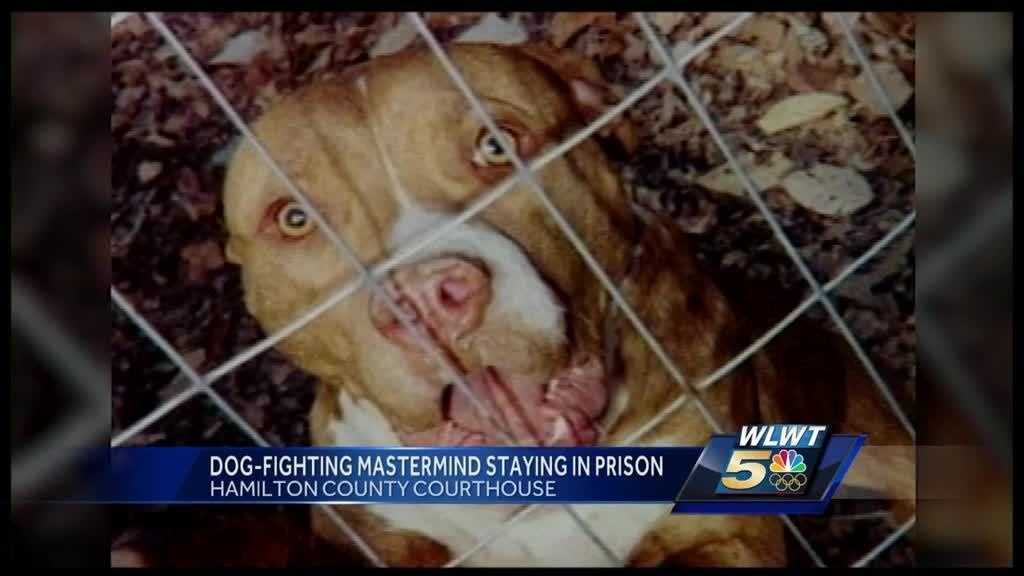 how long do you go to jail for dog fighting