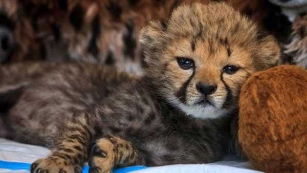 Three cheetah cubs were born prematurely in the zoo, and a fourth cub was sent from another zoo after his mother couldn't take care of him.