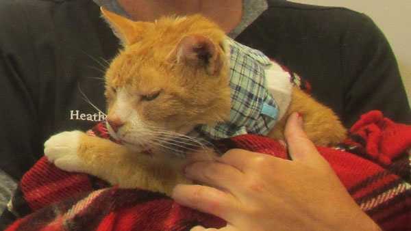 Little Guy was one of several cats that Sedamsville residents believe was poisoned.