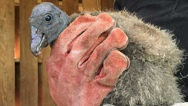 This rare Andean condor chick hatched at the Cincinnati Zoo in June 2016.