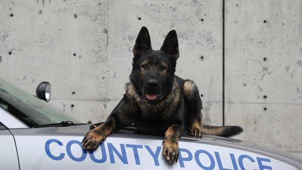 Kenton County Police Department's K-9 Loki will receive a bullet- and stab-protective vest thanks to Vested Interest in K-9s, Inc.