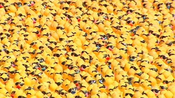 Lot of hot sale rubber ducks