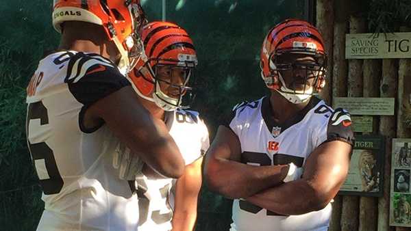 Cincinnati Zoo s white tigers inspire Bengals jersey design