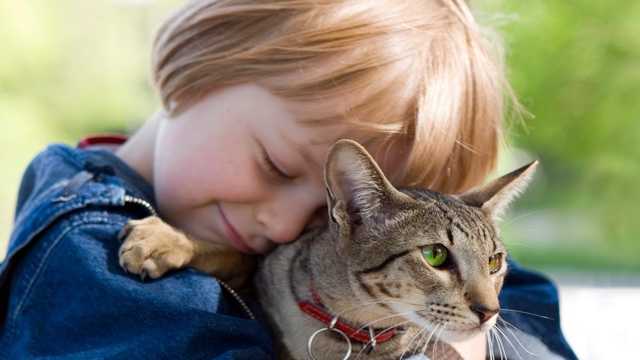Collars containing pheromones can help keep pets calm.