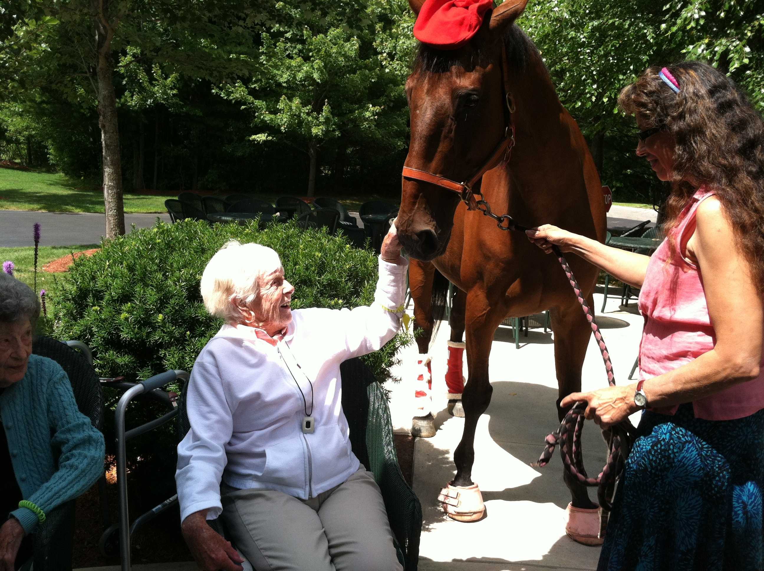 Therapy Horses Spend Afternoon With Senior Citizens