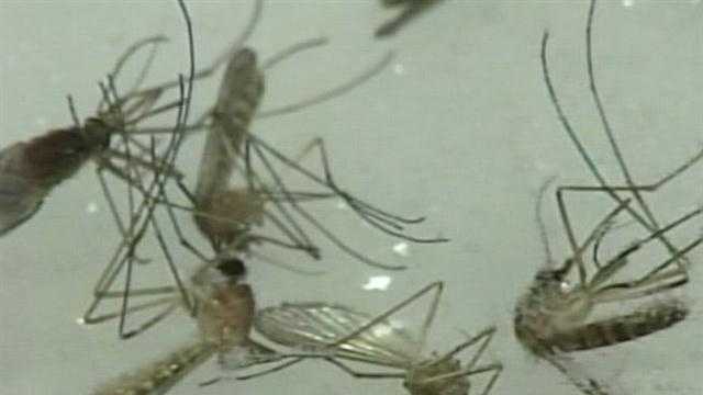 Second mosquito pool tests positive for EEE