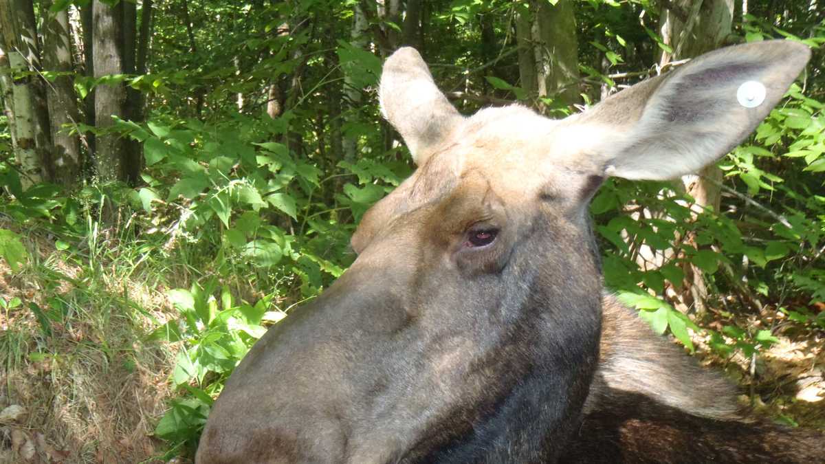 Maine has moose population of more than 70,000