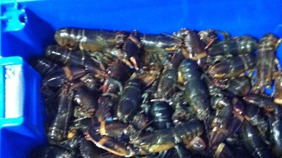 Lobsterman, son accused of catching hundreds of illegal lobsters