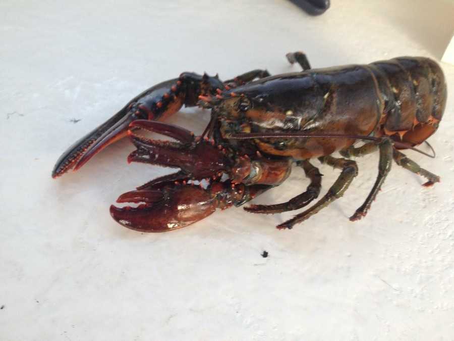 Photos: Lobsterman catches four-clawed lobster