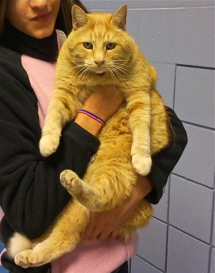 Photos: Cat makes rounds at high school