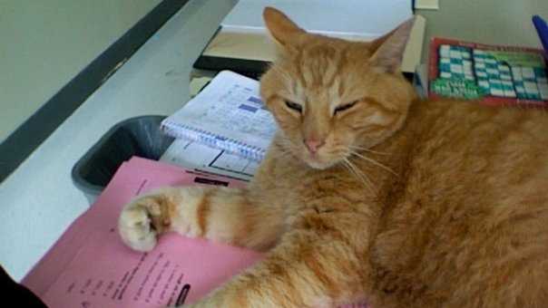 Photos: Cat makes rounds at high school