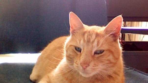 Photos Cat Makes Rounds At High School